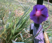 Morning Glory Photo